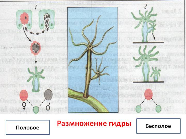 Активная ссылка кракен