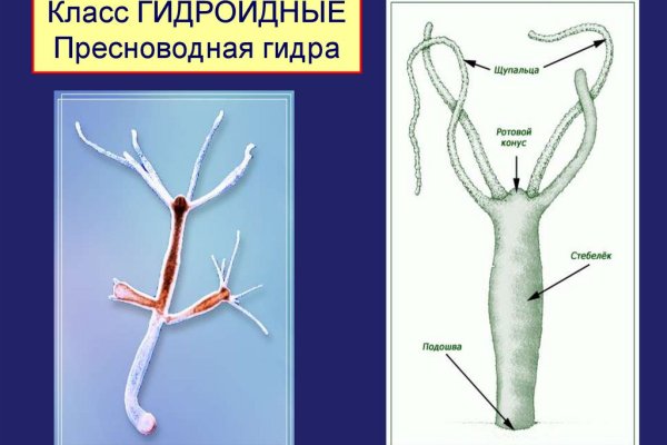 Кракен закладки